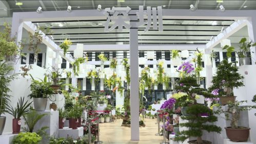 花馆的惊喜：不期而遇的美好