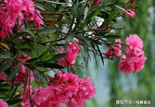 夹竹桃花的美丽与深刻寓意，究竟蕴含着怎样的情感和哲理呢