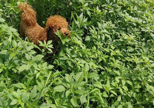 北美苋：入侵植物