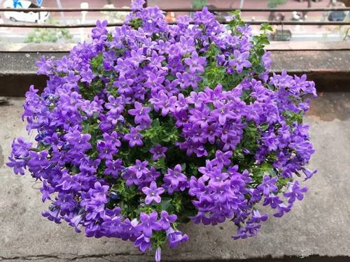 重瓣风铃草怎么养才能保证花朵鲜艳且花期长