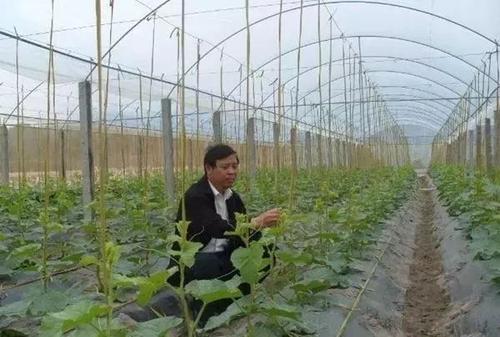 碳铵闷棚：杀菌灭虫双管齐下