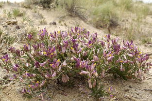 远志亩产量多少斤？揭秘种植效益提升之道