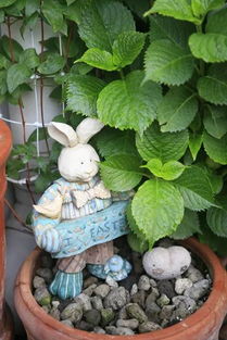 连续阴雨，补救有妙招