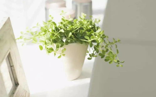 蛇葡萄：耐寒的藤本植物