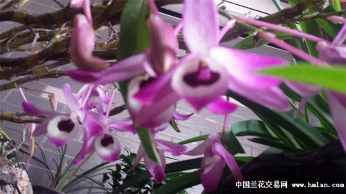 金叉石斛一年开花次数受哪些因素影响