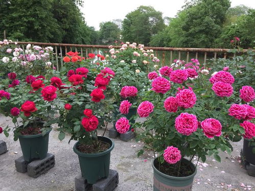 盆土太干， 浇水一次湿了就不浇水