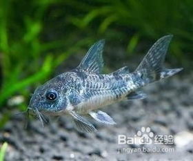 提升肉猪繁育效率的养殖管理策略