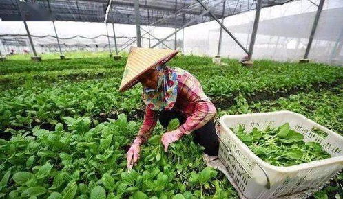 没有大棚也能种菜