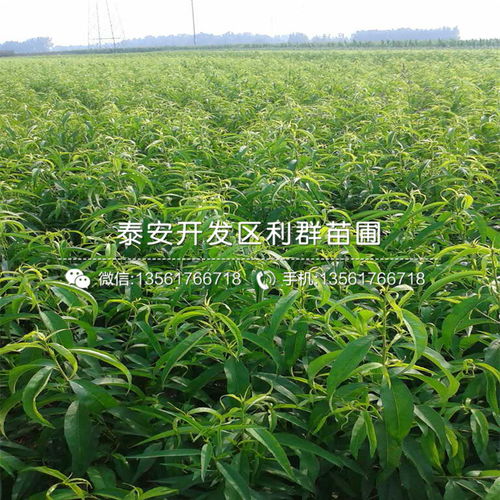 种桃树苗的培育技术真厉害啊！