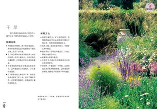 提升土壤肥力的植物