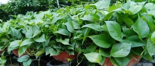 防治病虫害有妙招