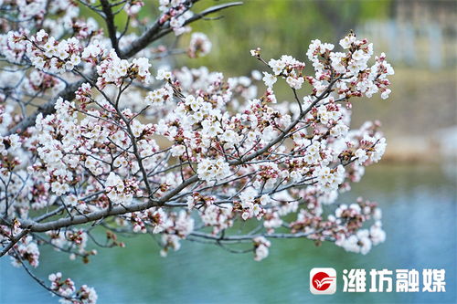 养护技巧，让樱花geng加美丽