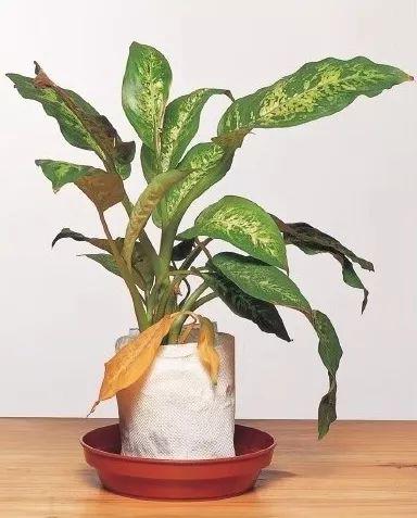 金钱树冻伤急救攻略！冻倒伏救植技巧！
