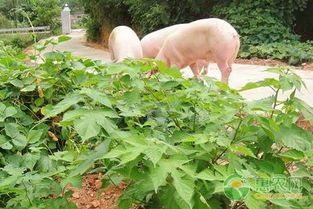 构树饲料喂猪是否可行？高蛋白、低成本、肉质提升效果如何？