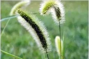 九月天除草剂大揭秘：玉米田杂草克星还是害虫引子？