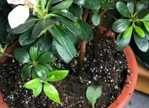 小花月见草，茎细叶绿