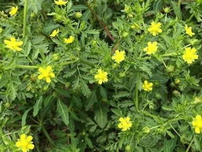 二月兰：重金属克星，土壤改良小嫩手