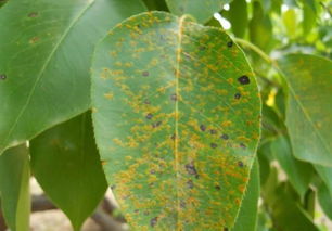 锈病的病情究竟是怎样的呢？