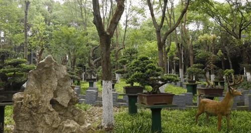 园林树木种植：五大常见树种大盘点