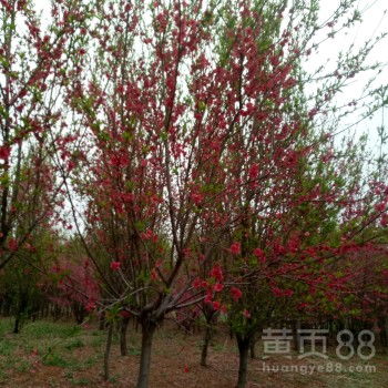 红花碧桃的“家”在哪里？