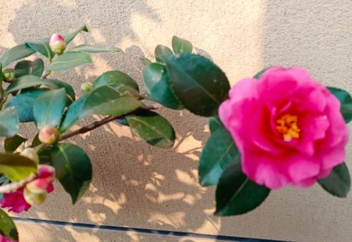 种植换盆，基肥铺垫重要