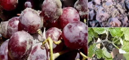 哎呀，葡萄叶子上的那个灰霉病，真是让人头疼啊！