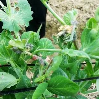 花椰菜灰霉病：一种危害花椰菜的真菌性病害