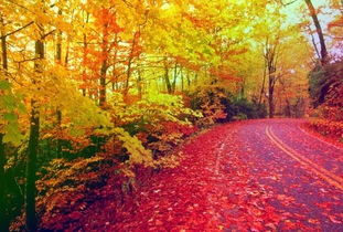 秋天的火焰：枫叶的秘密