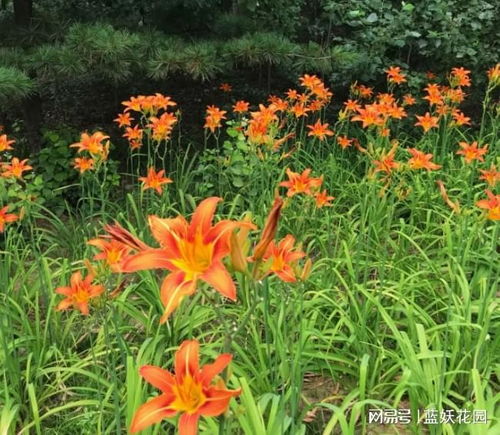 行业谎言大揭秘：蕨类不是万嫩的