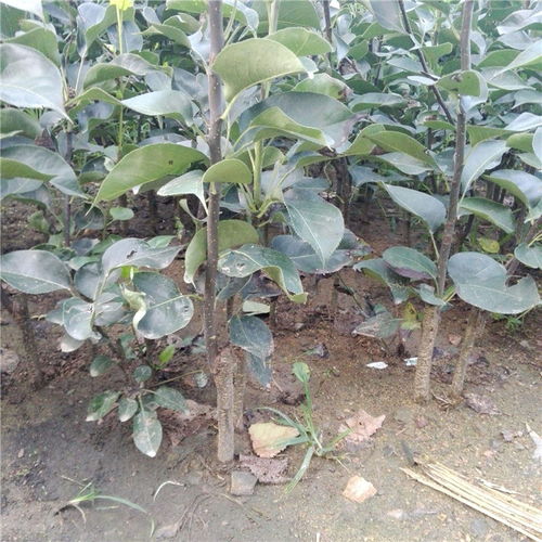 苹果树修剪的最佳时机是冬季，因为此时树木进入休眠期
