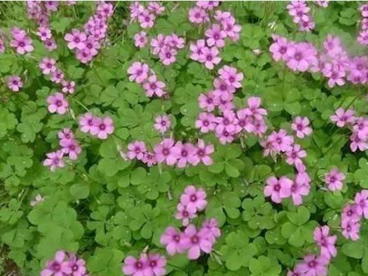 一、 简单介绍非洲紫罗兰