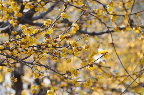 腊梅的香气之谜：红花与黄花的较量