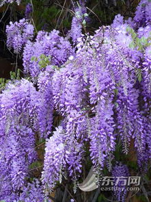 低温落叶，春化开花