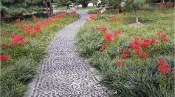 杭州某小区物业用此法抢救被秋雨浸泡的彼岸花，成活率从30%提升至75%。