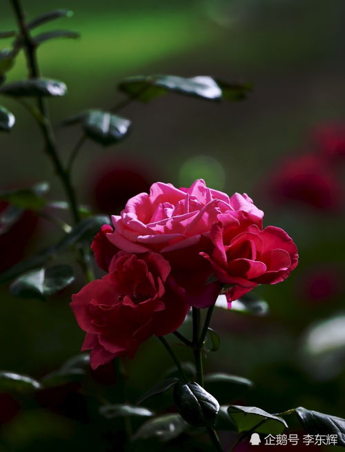 阳光与水分， 孕育色彩之母