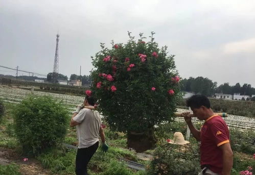 打造特色， 展现魅力