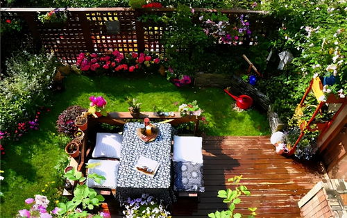 庭院族的大地主， 选个藤本月季美美哒