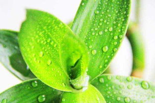 睡莲发芽后是否需要一直泡在水中？