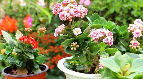长寿花怎么养才能开花？掌握光照和浇水技巧是关键