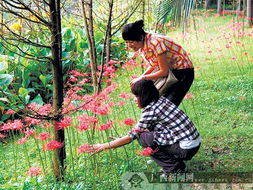 蓝雀花的生命力