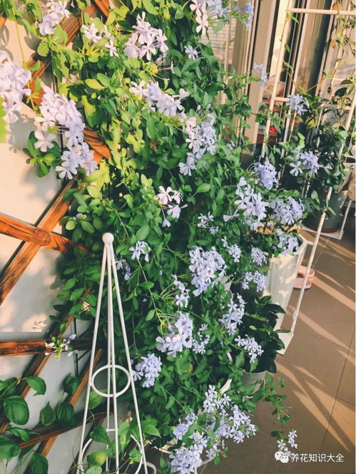 小院里的花儿，你是哪种呃？