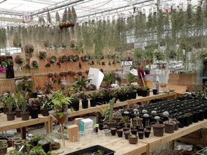 玉泉营花卉市场怎么走？地铁直达