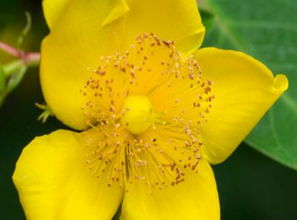 金丝梅养殖心得分享