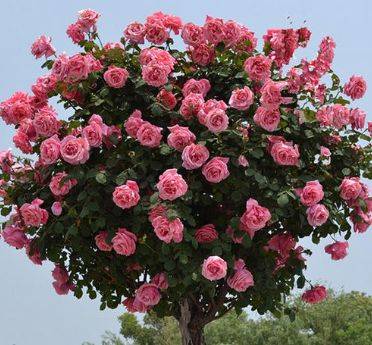 优点多多的棒棒糖