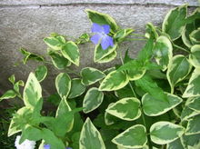 雨季的救护方案