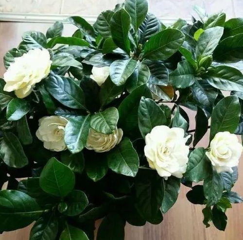 花草栀子树怎么养？如何让它花开四季