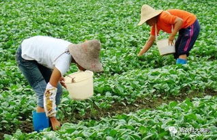 山药种植过程中，什么时候进行追肥最有利于其生长
