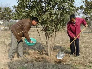 第一步：接穗的选择， 就像选朋友一样