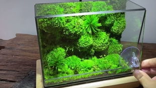 苔藓微景观，种下即不管