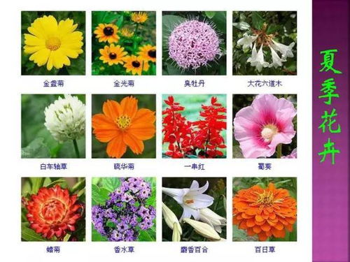 错过花期苦恼？春季花卉开放时间一览表